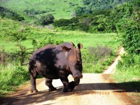 Free stock photos. Free pictures of Rhino. Rhino on
                road
