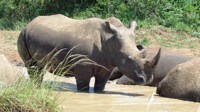 Free stock
                photos. Free pictures of Rhino. cooling off