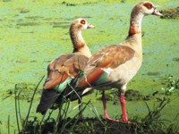 Royalty free pictures of birds. Free stock photos.
                Egyptian goose