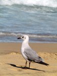 Royalty free pictures
              of birds. Free stock photos. Sea Gull. Grey headed
