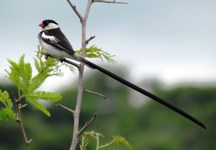 Royalty free pictures of birds. Free stock photos.
                Pin Tailed Whydah