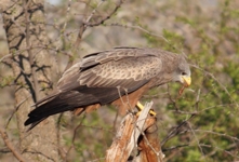 Royalty free pictures of birds. Free stock photos.
                Yellow billed Kite