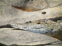 Royalty free pictures to use on my website. Stock
                photos of Reptiles. Crocodile tears