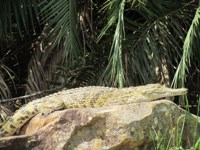 Royalty free pictures to use on my website. Stock
                photos of Reptiles. Nile crocodile