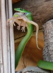 Natal Green Snake. Royalty free Image to use
                freely