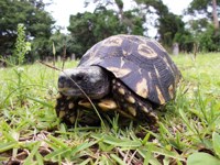 Royalty free pictures to use on my website. Stock
                photos of Reptiles. Tortoise pictures