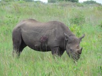 Royalty free pictures to use. Black rhino
