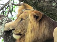 Royalty free pictures to use. Scareface profile
                photograph