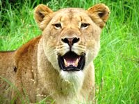 Royalty free pictures to use. Smiley lion