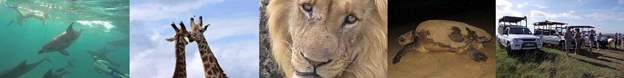 St
          Lucia South Africa package deals. Activities &
          accommadation