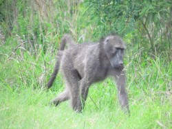 Chacma
            Baboon in iSimangaliso