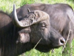 Buffalo in iSimangaliso. Safaris & tours with
              Extreme Nature Tours
