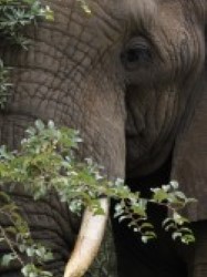 Elephant in Isimangaliso. Wildlife tours &
                activities