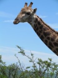 Giraffe in Isimangaliso -
                Tours and safari sightings