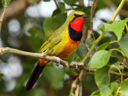 Birding tours in
              iSimangaliso - Gorgeous Bush Shrike