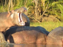 iSimangaliso -
            Largest popuation of hippos in South Africa.