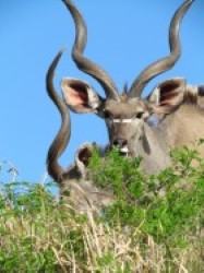 Kudu bulls in
                iSimangaliso. iSimangaliso tours