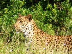Leopard often sighted on iSimangaliso safaris &
              tours