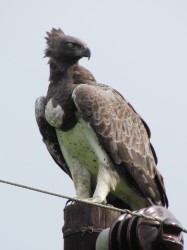 Martialeagle in iSimangaliso. Birding tours