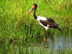 Saddlebilled
            stork in iSimangaliso wetlands